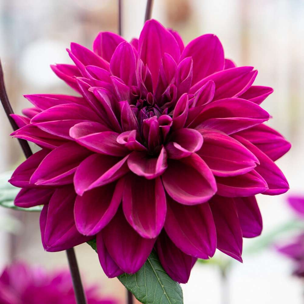 Dahlia 'Thomas A. Edison'